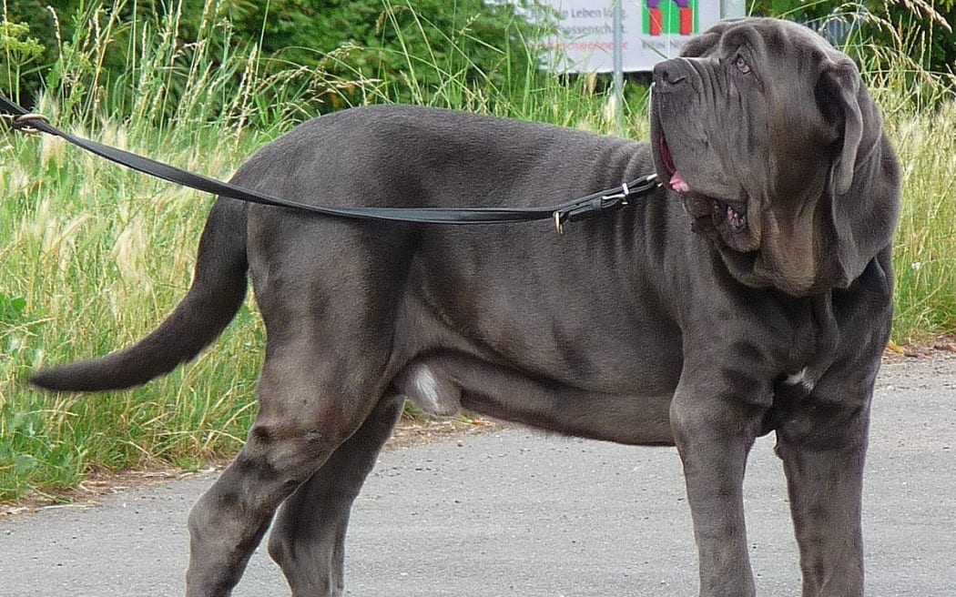 A Neapolitian mastiff dog