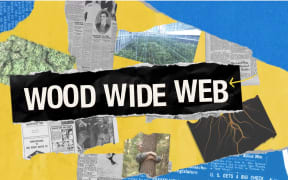 Title Wood Wide Web and images of trees and forests.