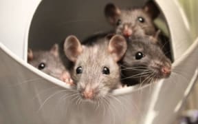 Four brown rats.