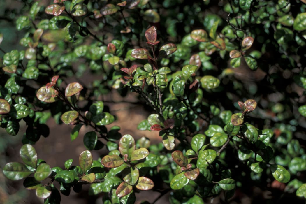 Lophomyrtus or ramarama is proving very vulnerable to myrtle rust.