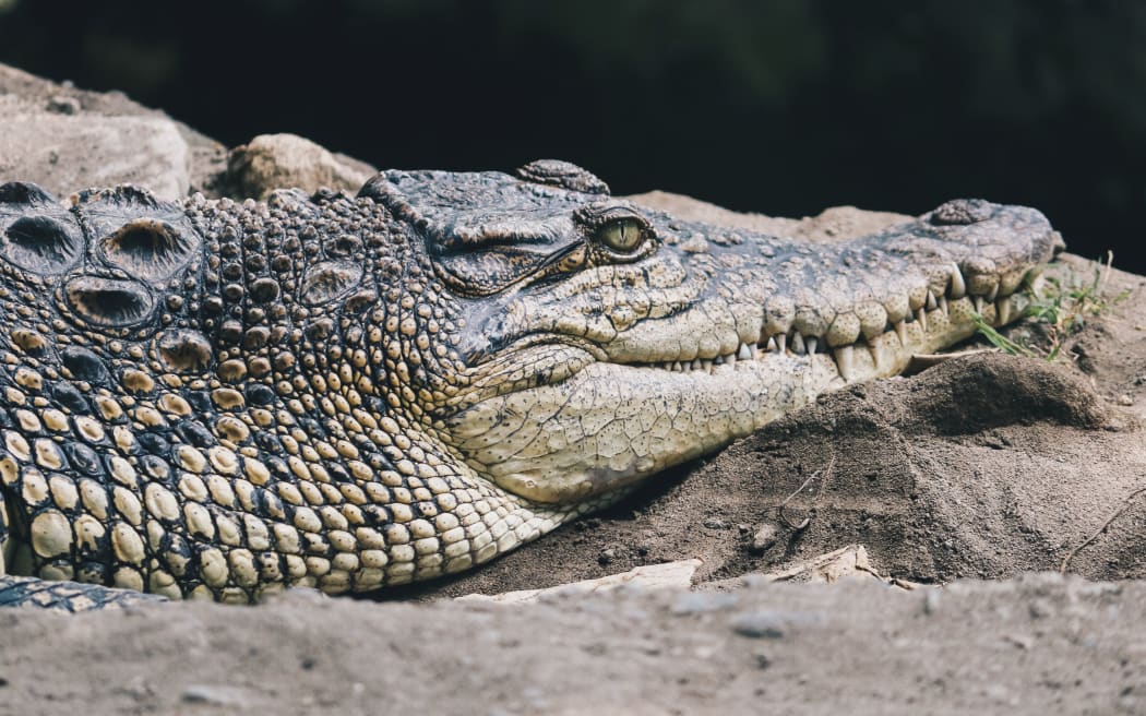 Missing Australian fisherman's body found in crocodile | RNZ News
