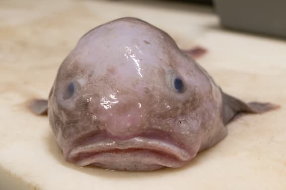 Blobfish  The Ugliest Animal In The World 