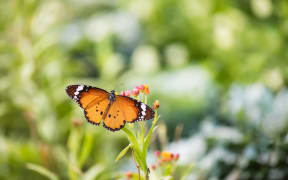 Orange monarch butterfly on flower carpel in spring with blurred bokeh floral greenery at sunrise background. Wildlife animal at garden with copy space for text.