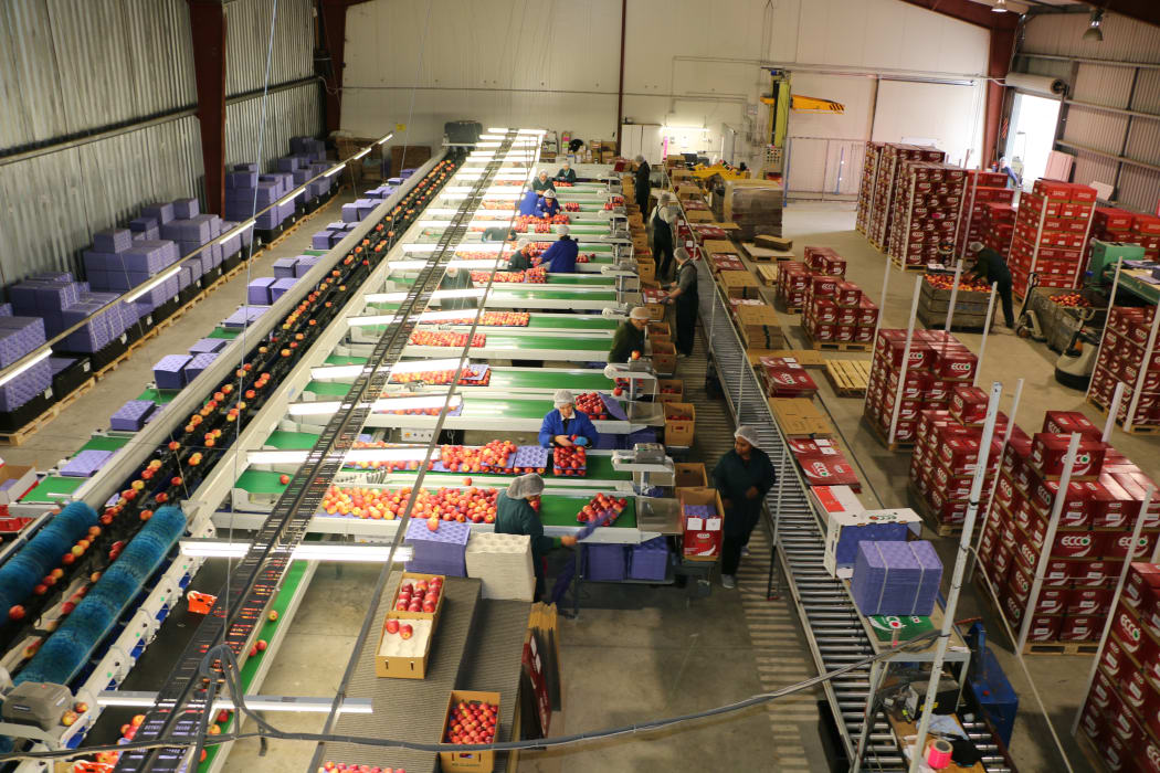 Inside the pack house at JR's Orchards. Around 250,000 cartons of apples and pears were exported this season to markets in Europe and Asia.