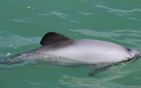 A Maui's dolphin.