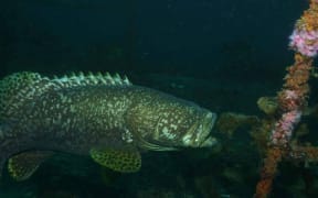 The Queensland groper spotted in the Bay of Islands May 2017