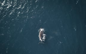Humpback whales off the coast of Sydney, Australia.