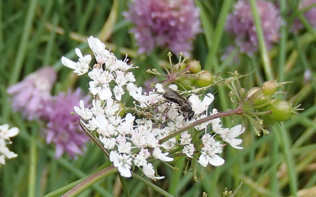 A male native Lasioglossum bee on a coriander flower.  Native bees are small, mostly black, and very volatile.