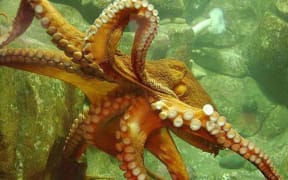 The common New Zealand octopus