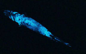A single bioluminescent shark.