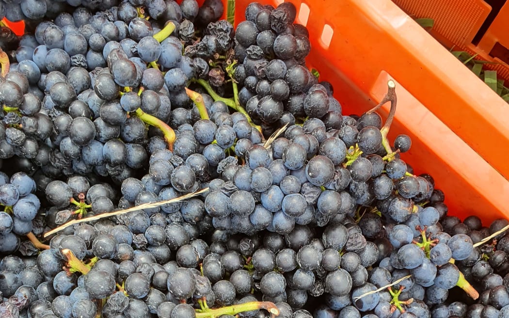 2023 wine grape harvest gets underway RNZ News