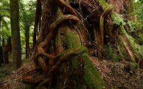Snaking vines Whirinaki Forest
