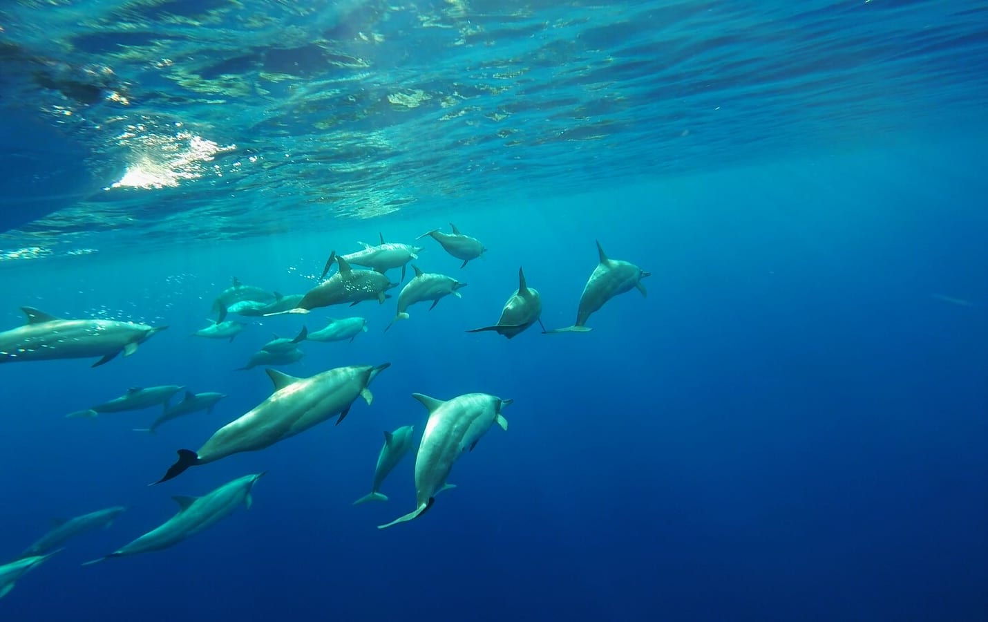 A pod of spinner dolphins in Niue