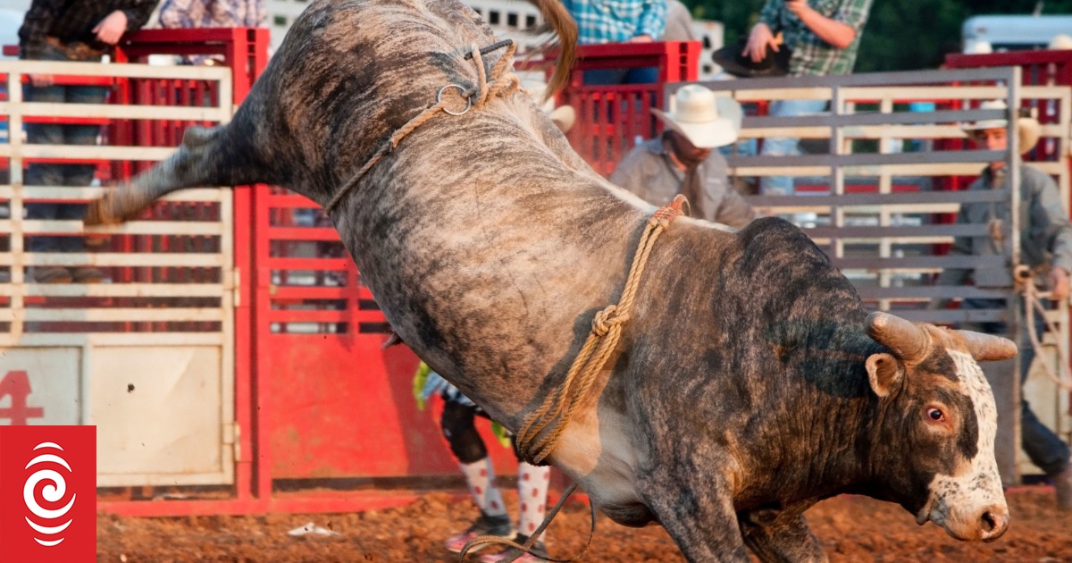 Government backs down on banning parts of rodeo RNZ