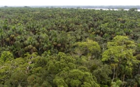 Deforestation in Brazil's Amazon drops 34% in first half 2023