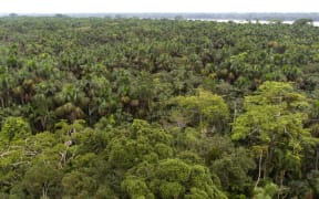 Deforestation in Brazil's Amazon drops 34% in first half 2023