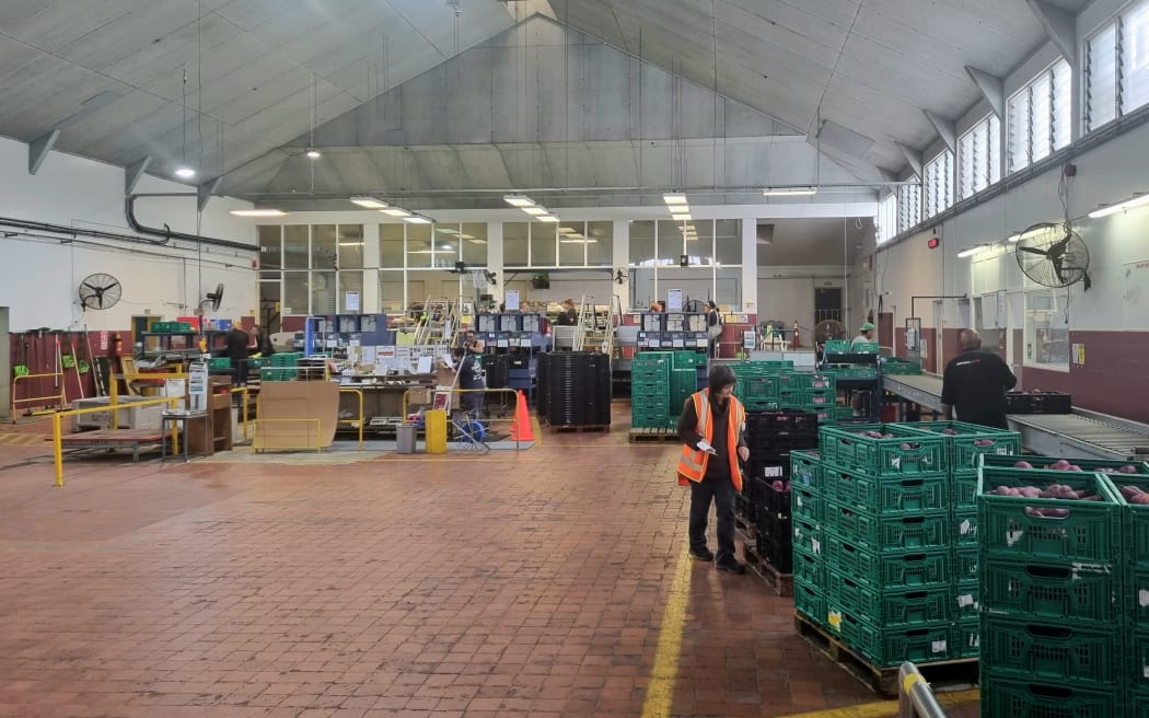 Factory floor of Kaipara Kumara.