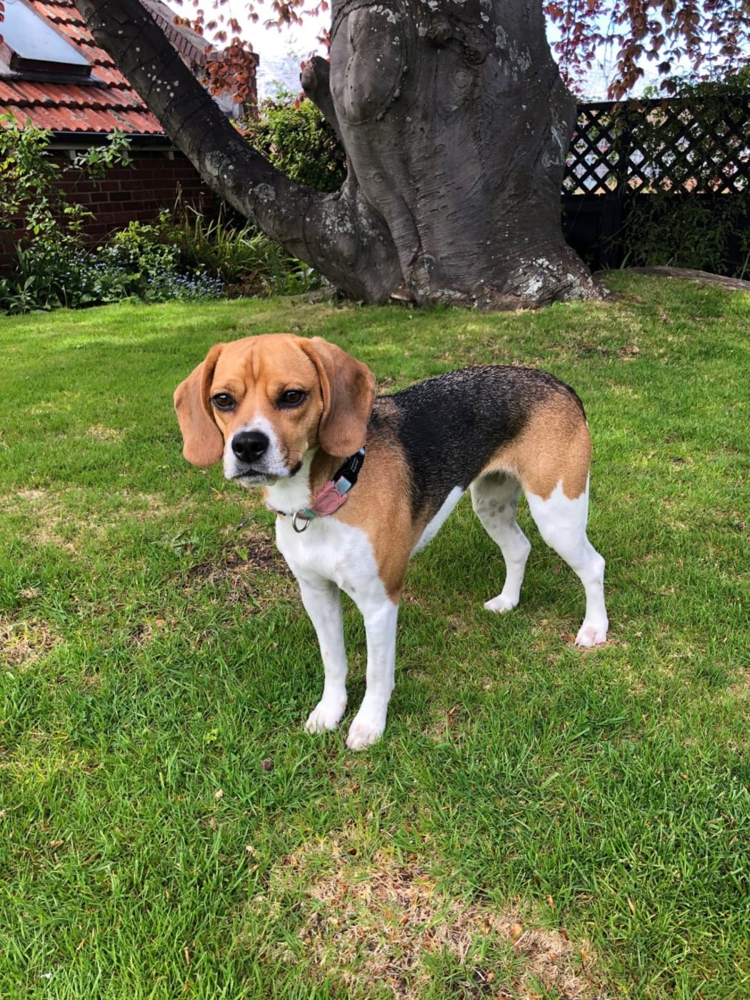 Bean the beagle, who turned out not to be purebred.