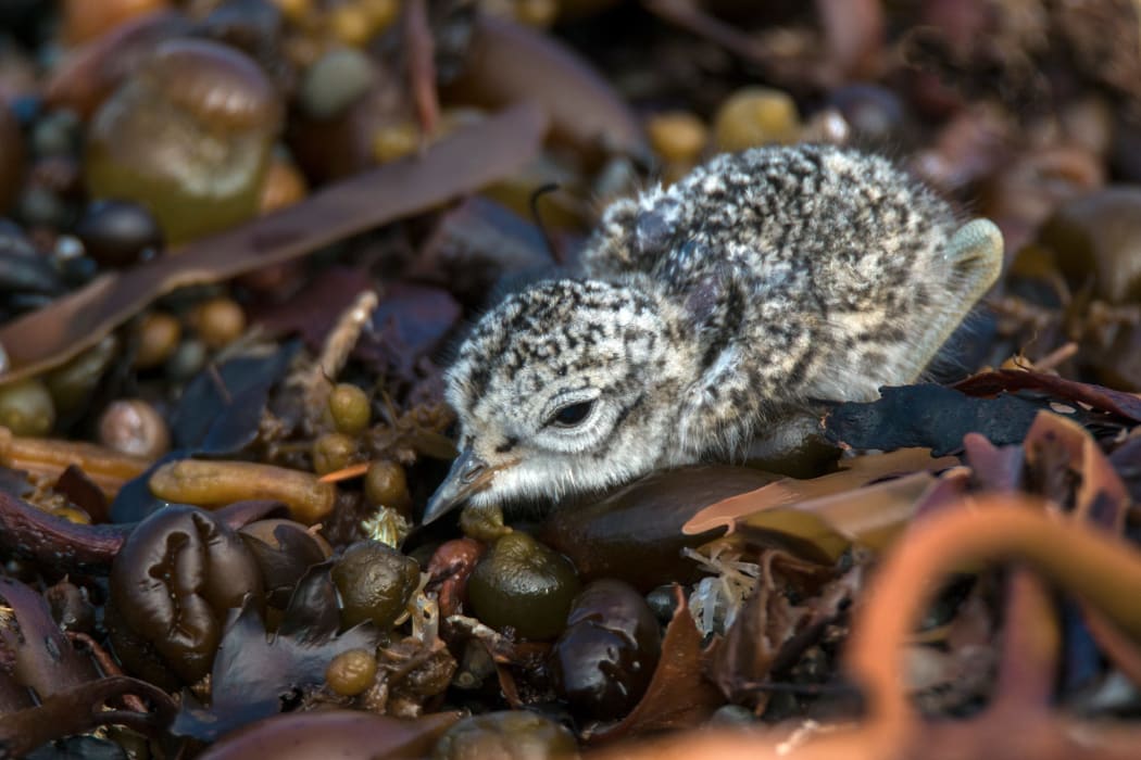 A banded dotterel chick is up and running just a few hours after it hatches.