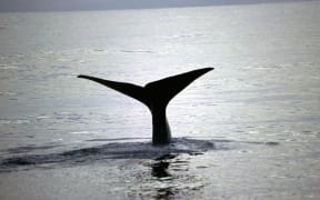 4113047 - whale tail after whale dives in kaikoura new zealand