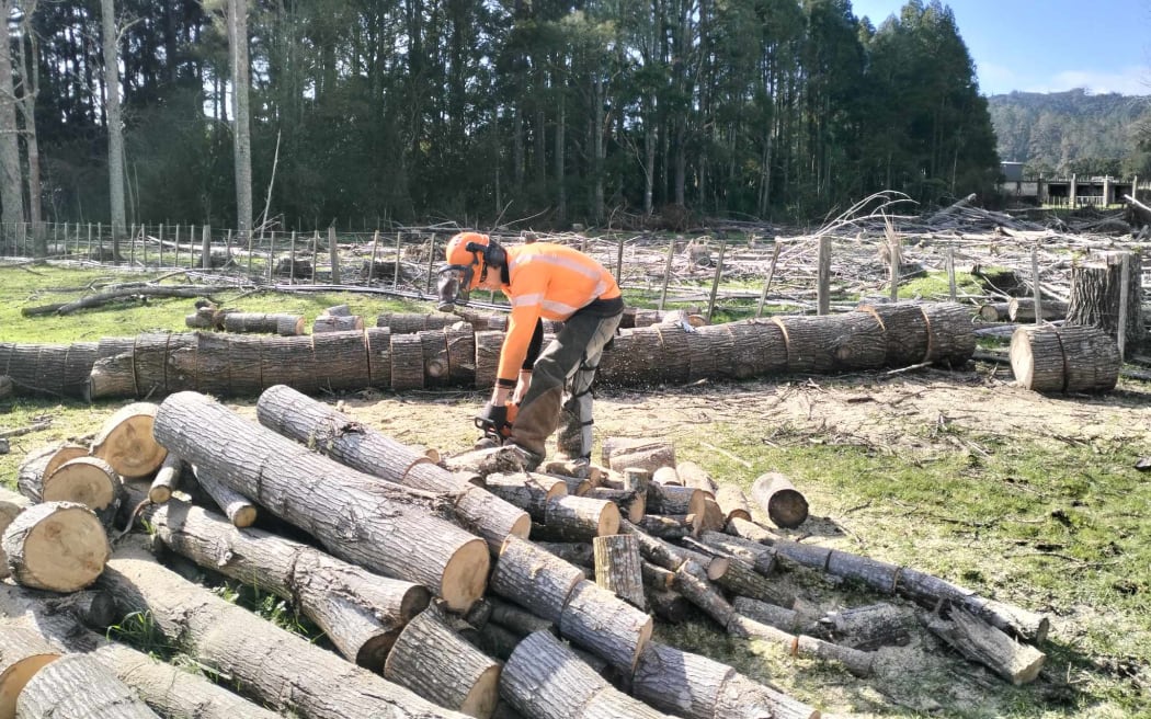 Storm-downed trees are cut into rounds by a Te Roroa kaimahi (worker).