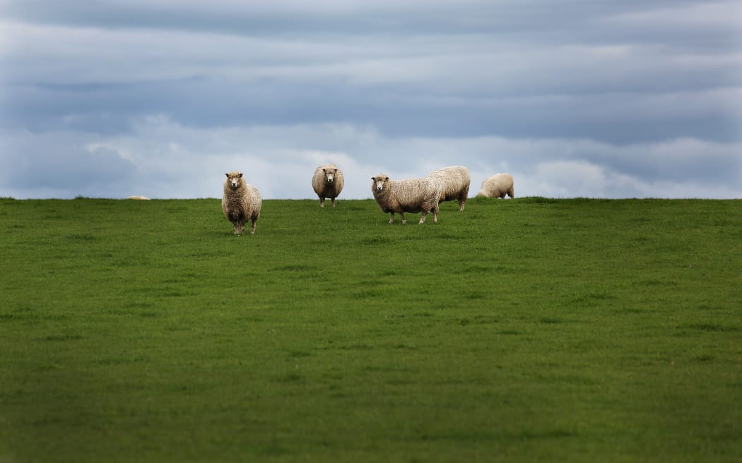 Sheep on a New Zealand farm