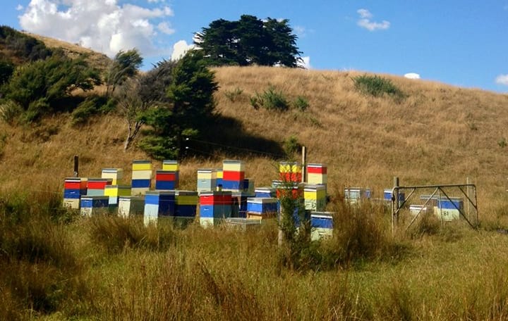 Beehives in Waikato