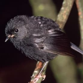 Photo for Black robin
