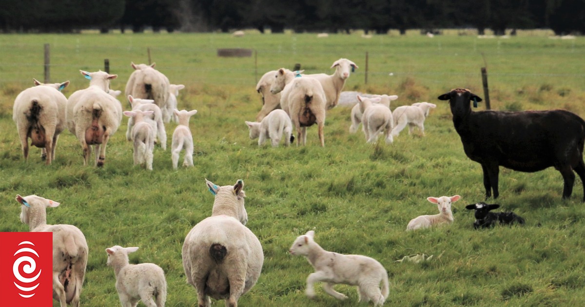 Lambing's taking off on end of runway farm - Vimarsana News