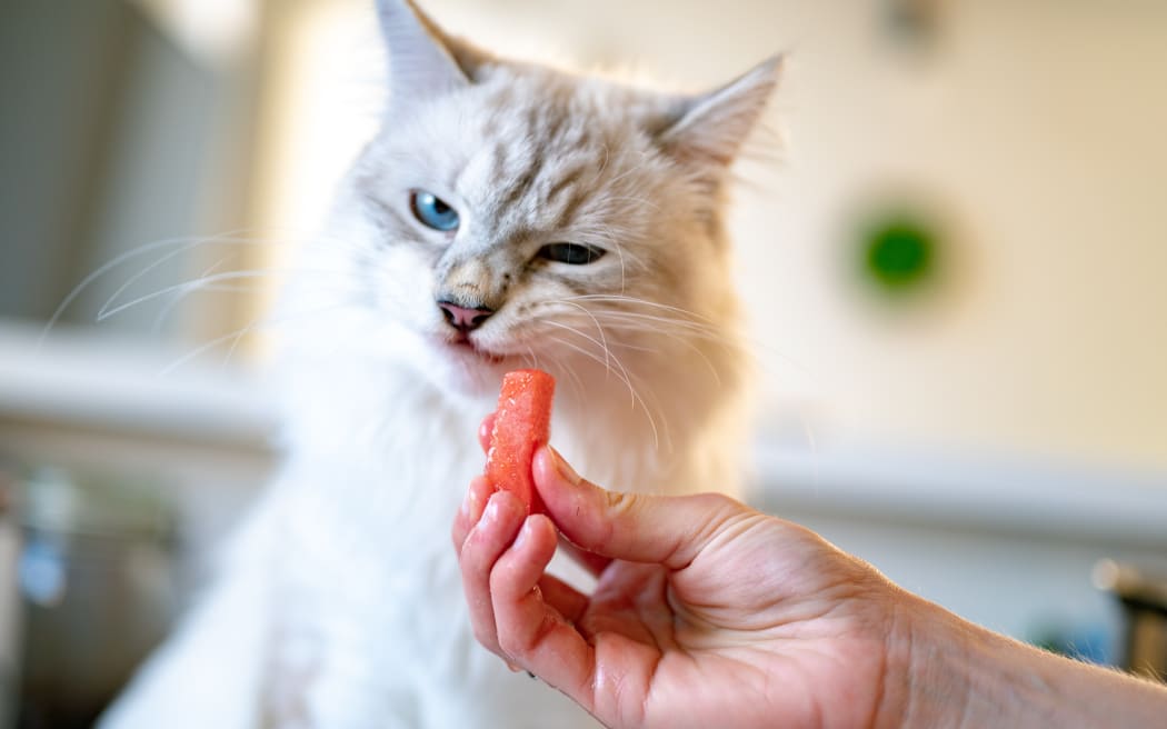A cat being offered a morsel of food
