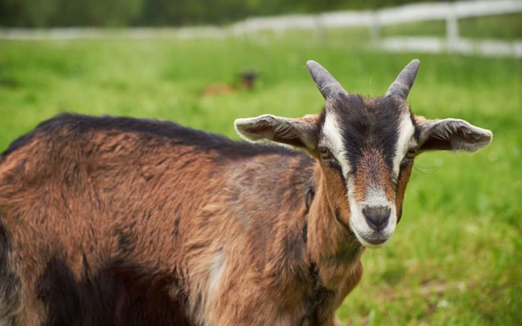 The report shows goat dairy farming and infant formula production could generate $1.5 billion and create 178 jobs in Hawke's Bay.