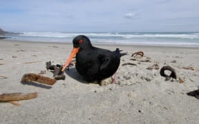 The variable oystercatcher is at-risk from the impacts of vehicles driving on the region's beaches. Photo: supplied/Forest and Bird Golden Bay.