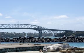 Owha, leopard seal, and the Auckland Harbour Bridge