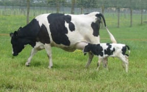 A transgenic cow with her calf.