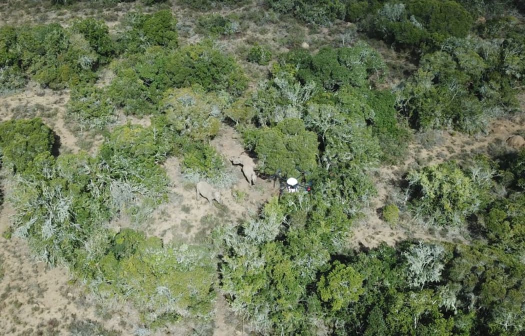 Drone-shot film of rhinoneceros.