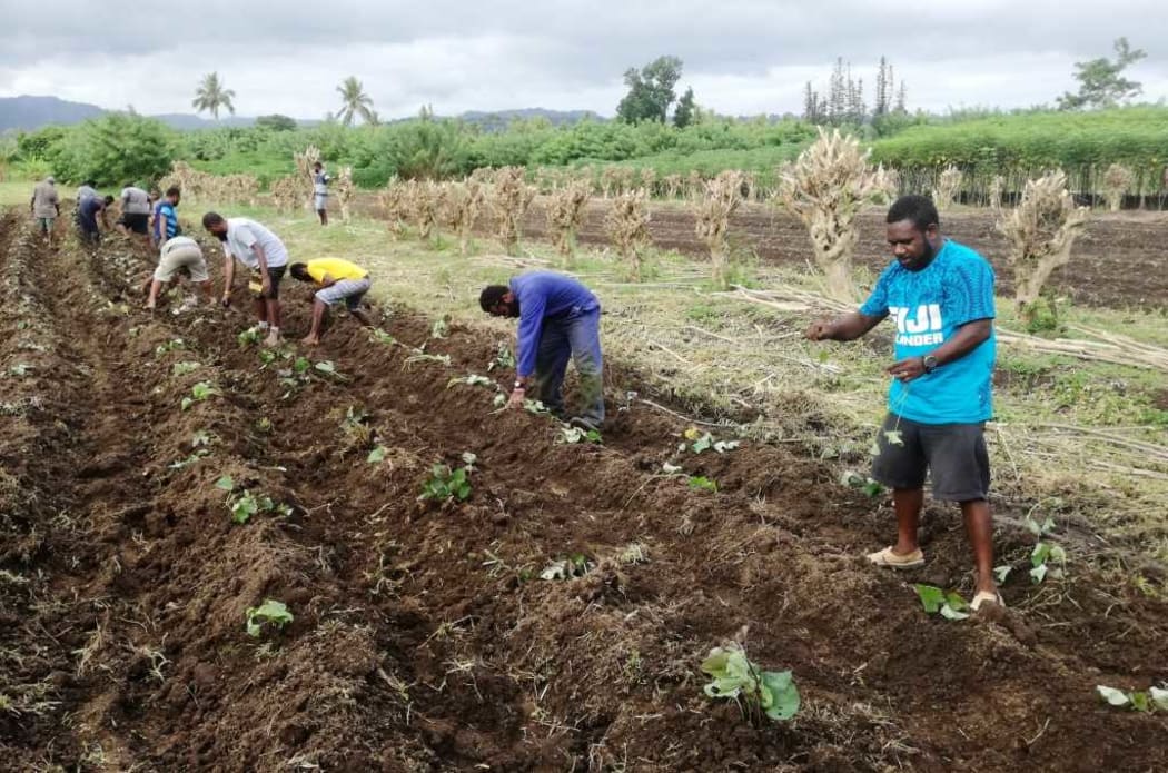 Vanuatu Agriculture Department staff plant sweet kumala cuttings for distribution to farmers