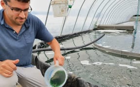 Benjamin Baril pours a specimen of the spirulina being farmed at NZ's first spirulina farm in Manawatu