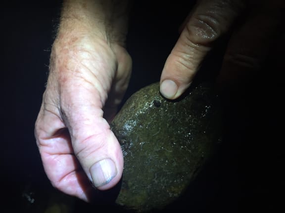 Luminescent limpets like stony streams and are found in most parts of the North Island, but not in the South Island.