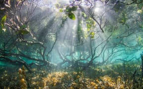Mangroves pictured from under water