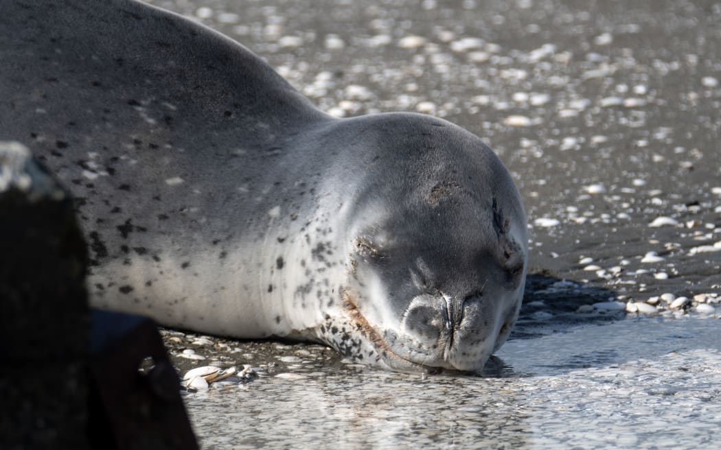 A leopard seal spotted on the beach at Petone, Lower Hutt, on 8 September, 2022.
