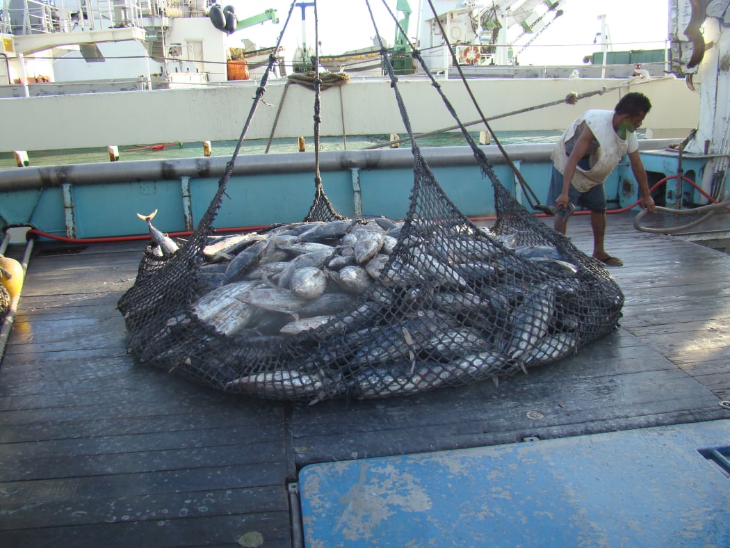 The American purse seiner Raffaello off-loads tuna in Port Majuro