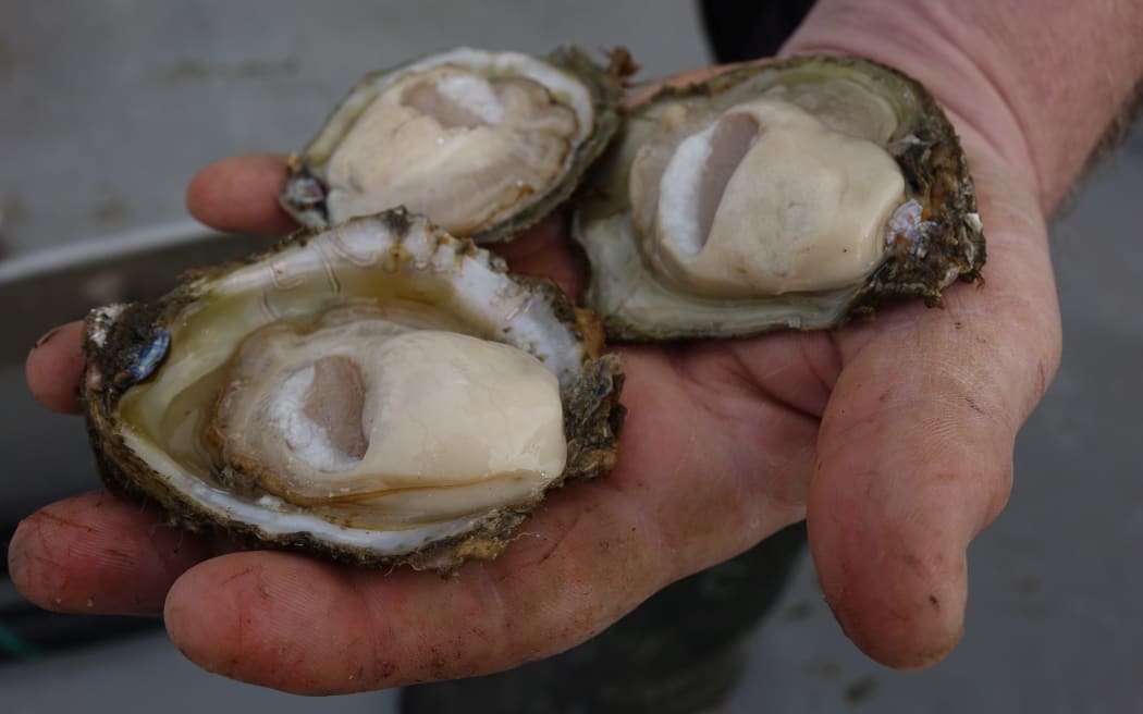 Allclear given for Bluff oysters RNZ News