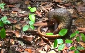 New protections for endangered pangolins