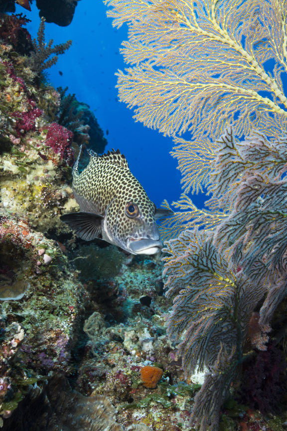 Spotted sweetlips in Palau
