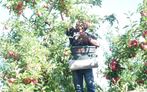 A Solomon Islander picking apples in a Hawke's Bay orchard as part of New Zealand's Recognised Seasonal Employer scheme.