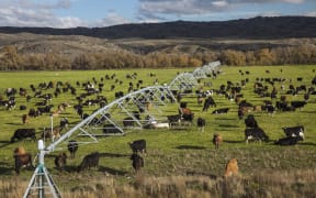 Dairy cows graze under irrigation system near Lauder, Central Otago (2014)
