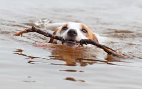 Jack Russell Terrier dog is swimming with a big stick in the mouth.