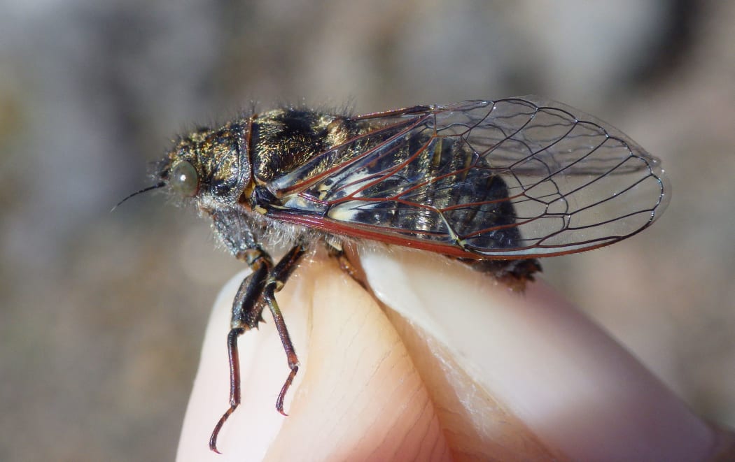 Hamilton's cicada (Maoricicada hamiltoni) is heard in summer in the lower North Island and inland South Island.