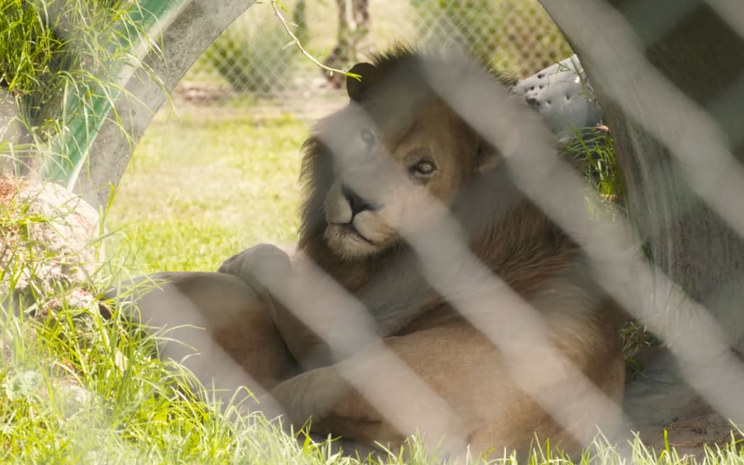 Lions at Whangārei's revived Kamo Wildlife Sanctuary.