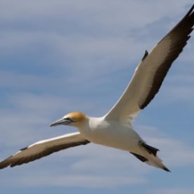 Photo for Australasian gannet